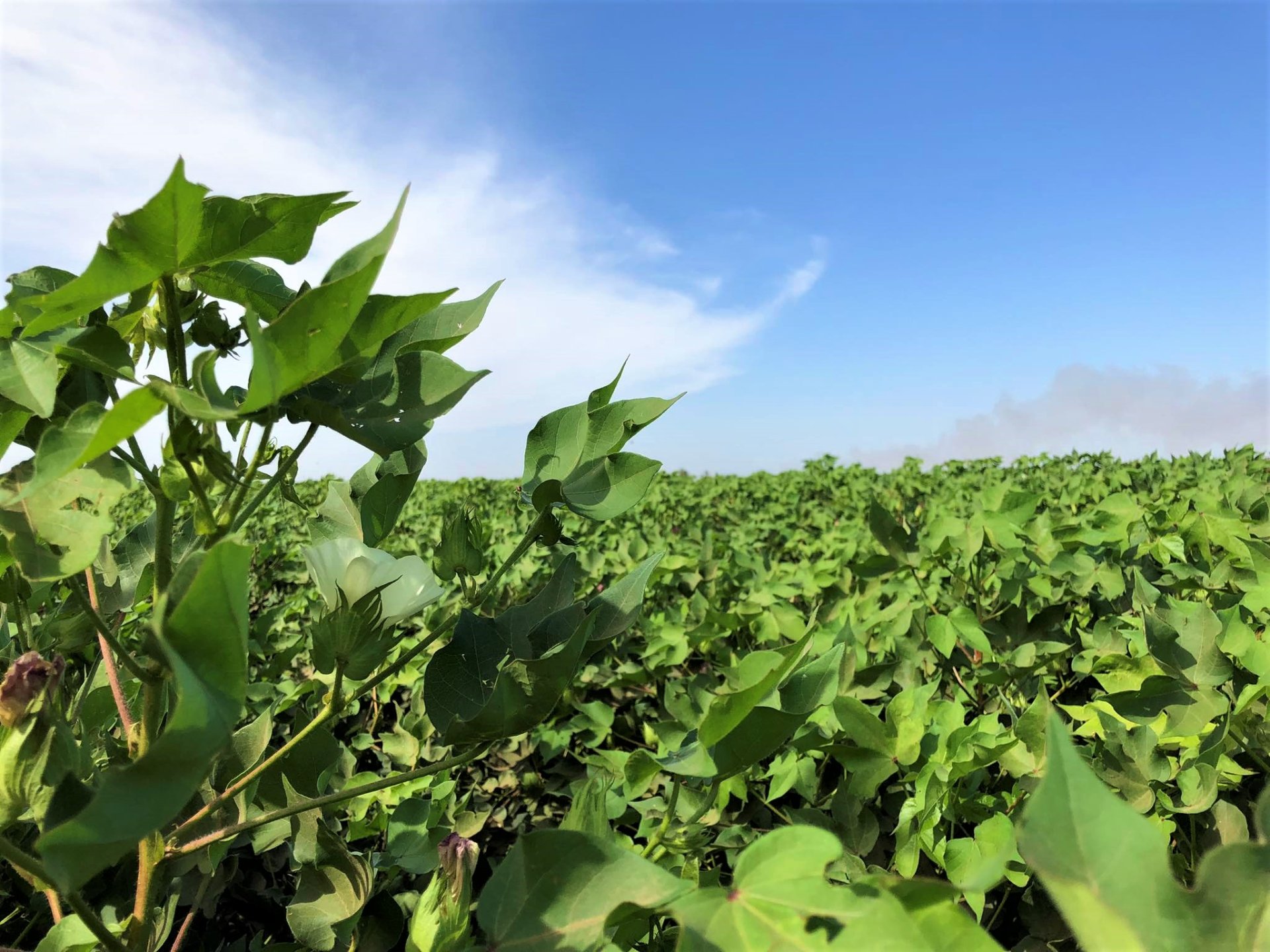 Verificaron El Desarrollo Del Cultivo Algodonero En El Valle De