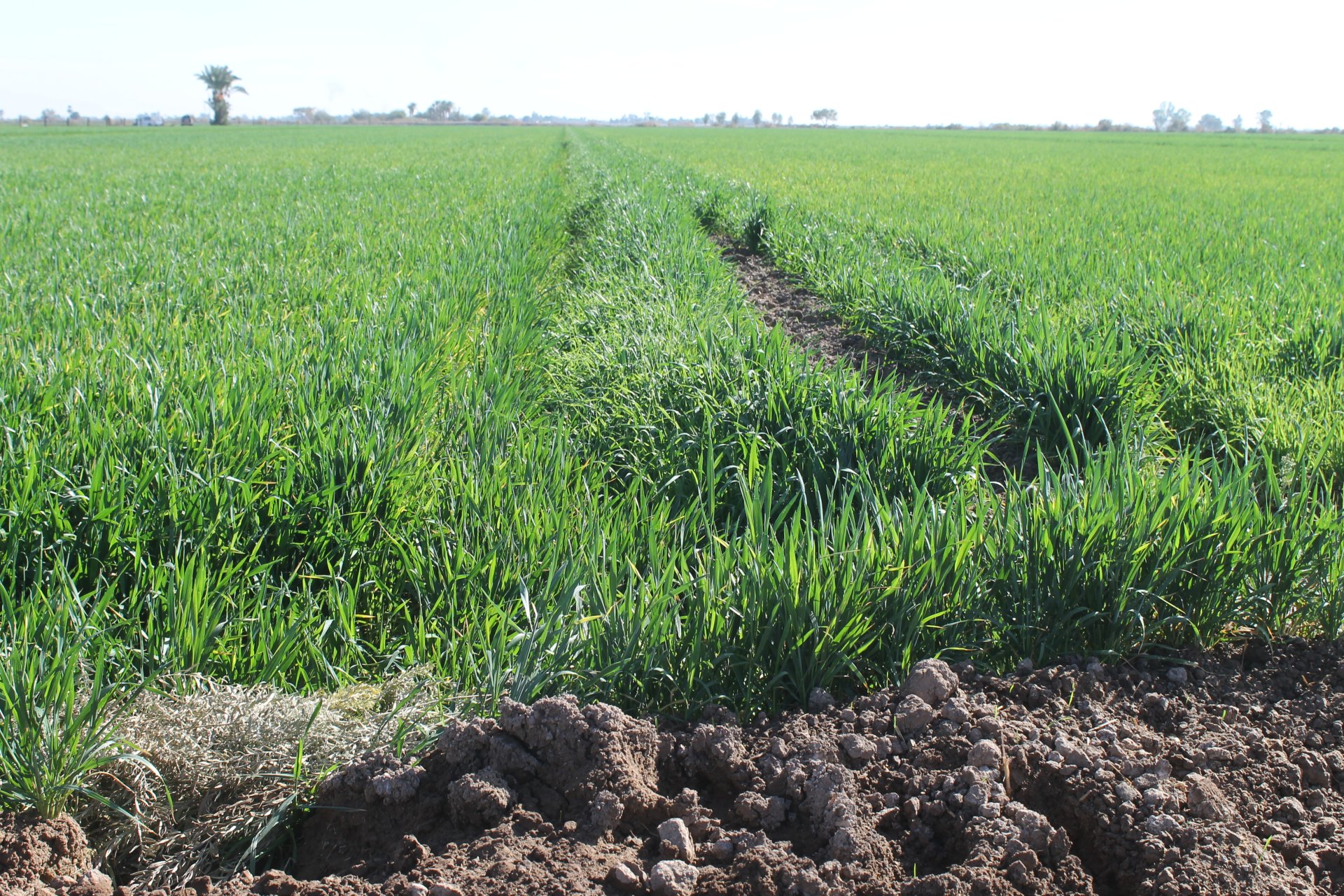 Confirma Sader Bc La Entrega De Fertilizantes Gratuitos Para