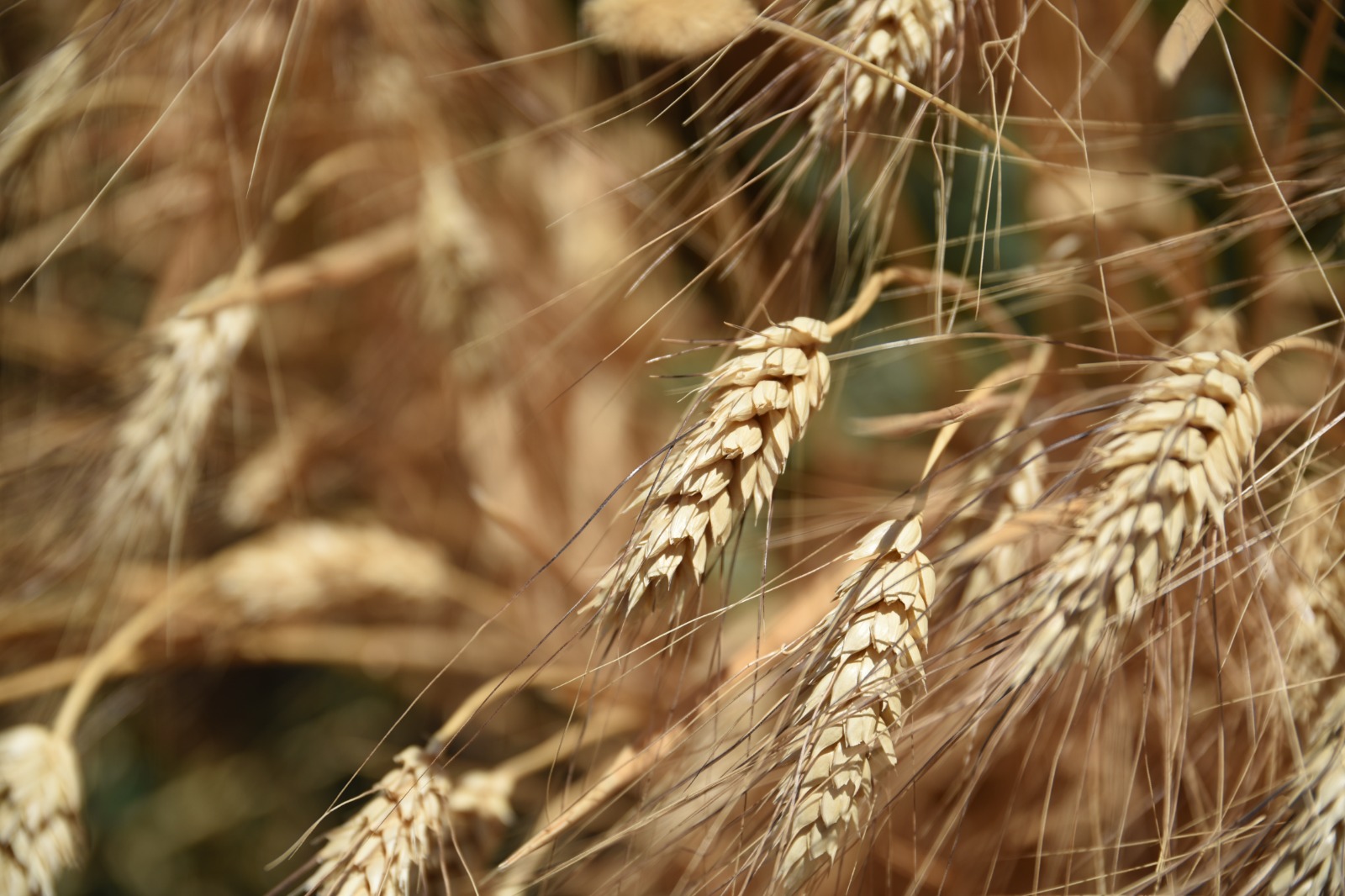 Genera La Secretar A De Agricultura Y Desarrollo Rural En Bc Variedades