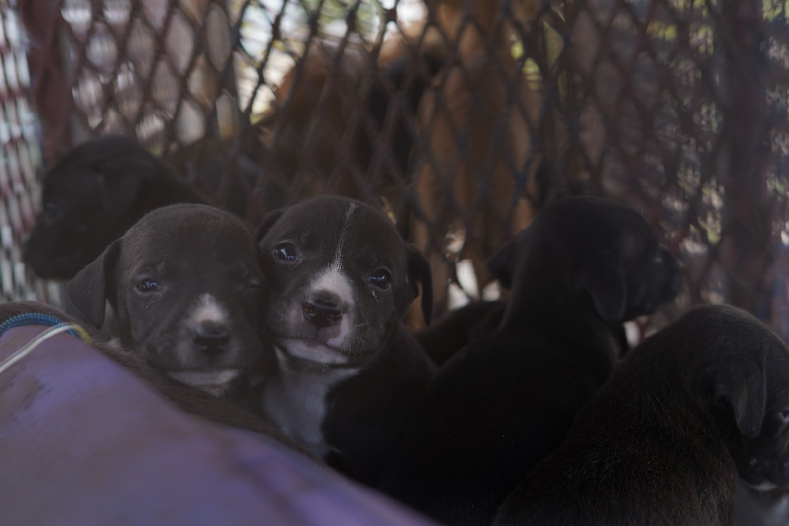 Perro Cal Perros callejeros, un riesgo para la salud pública y las personas que ...