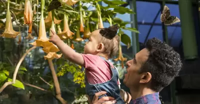 Exhibicin de mariposas Butterfly Jungle