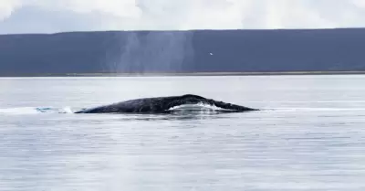 Ballena gris