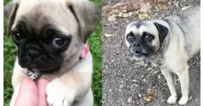 TikTok estafa de raza pug