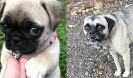 TikTok estafa de raza pug