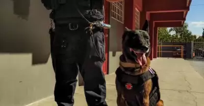 Mejor Perro del A�o en Trabajo y Servicio 2022