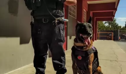 Mejor Perro del A�o en Trabajo y Servicio 2022