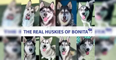 Huskies