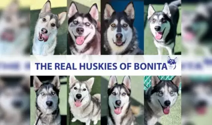 Huskies