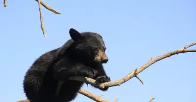 Cachorro de oso negro sobre una rama