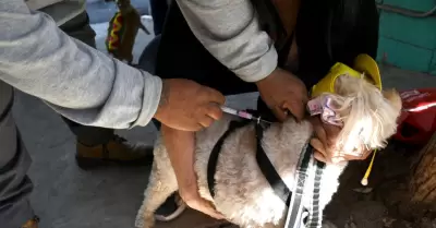 Vacunaci�n antirr�bica canina y felina 2023