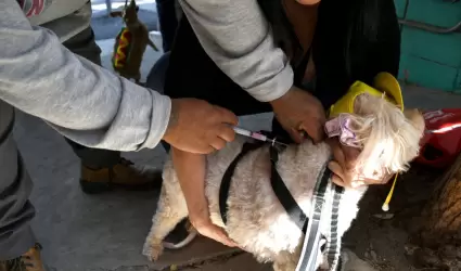 Vacunaci�n antirr�bica canina y felina 2023