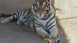 Tigre