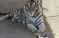 Cierra el zool�gico de Tijuana; inicia el traslado de sus animales tras la muerte de la tigresa Mandy