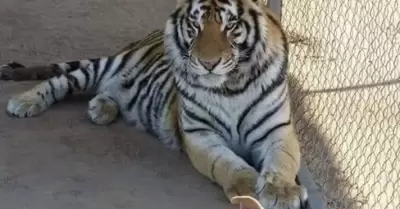Tigre