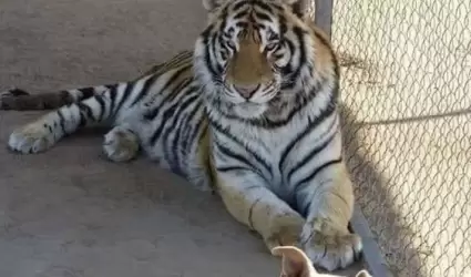 Tigre
