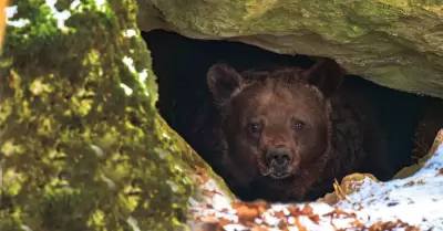 Oso hibernando