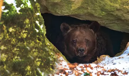 Oso hibernando