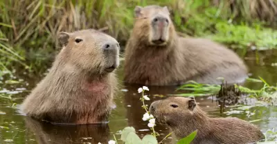 Capibara