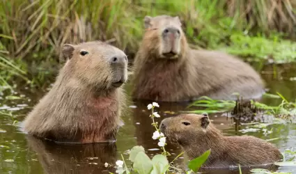 Capibara