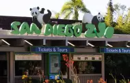 Gobernador y Primera Dama asistirn a la inauguracin de pandas gigantes en el Zoolgico de San Diego