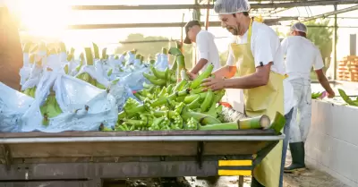 Mexicanos laborando en Estados Unidos