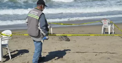 Foca beb en playa de Ensenada