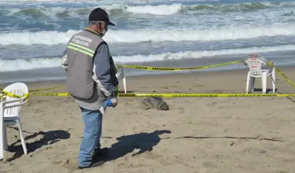 Foca beb en playa de Ensenada