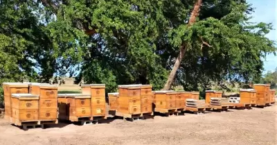 Apicultores de Baja California lograron durante la temporada del a�o 2022, una p