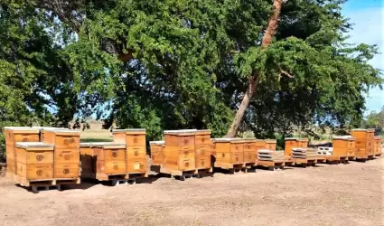 Apicultores de Baja California lograron durante la temporada del a�o 2022, una p