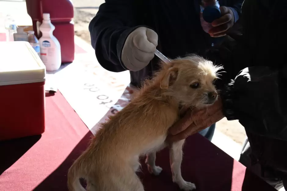 Vacunacin antirrbica gratuita para perros y gatos