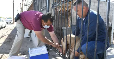 Vacunacin antirrbica gratuita para perros y gatos