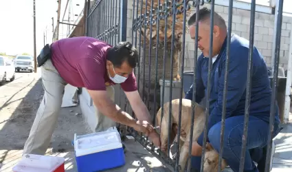 Vacunacin antirrbica gratuita para perros y gatos