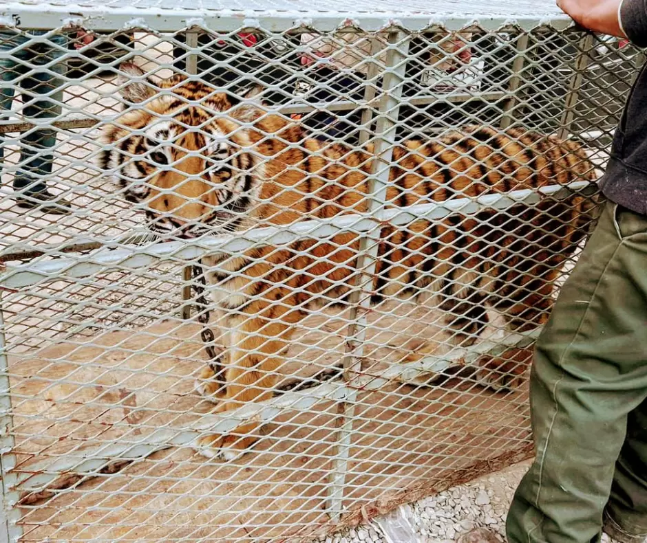 Tigre de Bengala