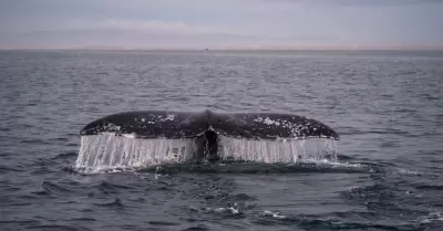 Cola de ballena