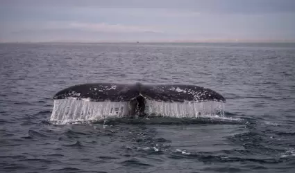 Cola de ballena