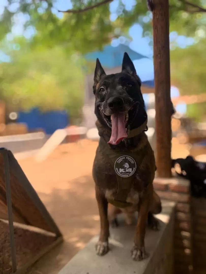 Beto, K9