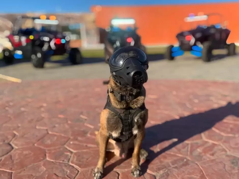 Beto, K9