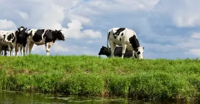 Vaca impactada por un tren mata a un hombre