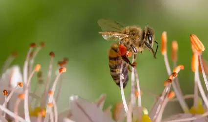 Alerta Cofepris por productos que contengan apitoxina