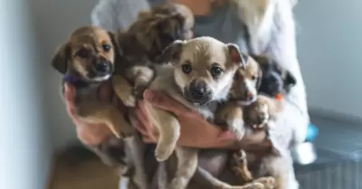 Cachorros