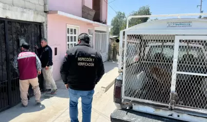 Rescate de perros