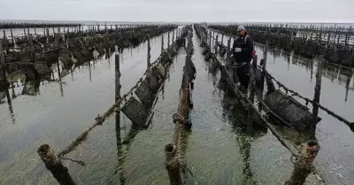 Promueve SEPESCA el ostin en Baja California