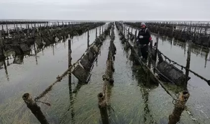 Promueve SEPESCA el ostin en Baja California