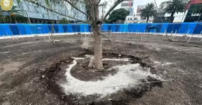 Nuevo ahuehuete plantado en Reforma