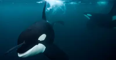 Ballena asesina persiguiendo a un arenque bajo el agua