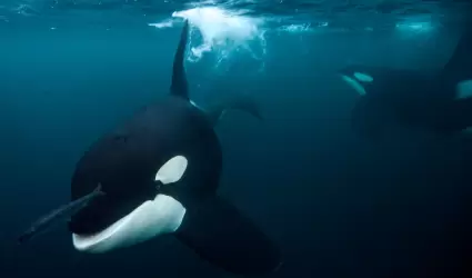 Ballena asesina persiguiendo a un arenque bajo el agua