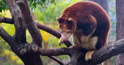 Tree kangaroo Matchie's tree kangaroo (Dendrolagus matschie) in the rain