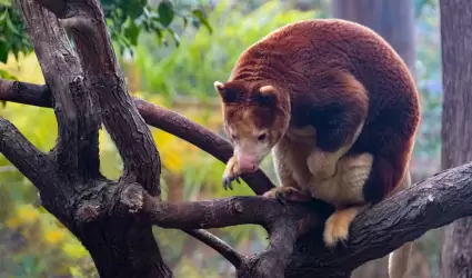 Tree kangaroo Matchie's tree kangaroo (Dendrolagus matschie) in the rain