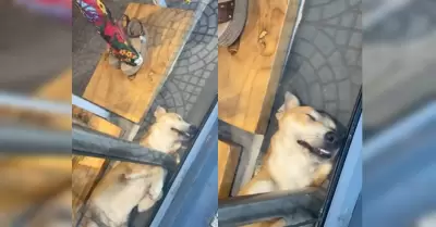 Perrito dormido se hace viral