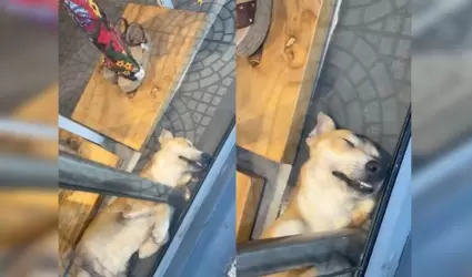 Perrito dormido se hace viral